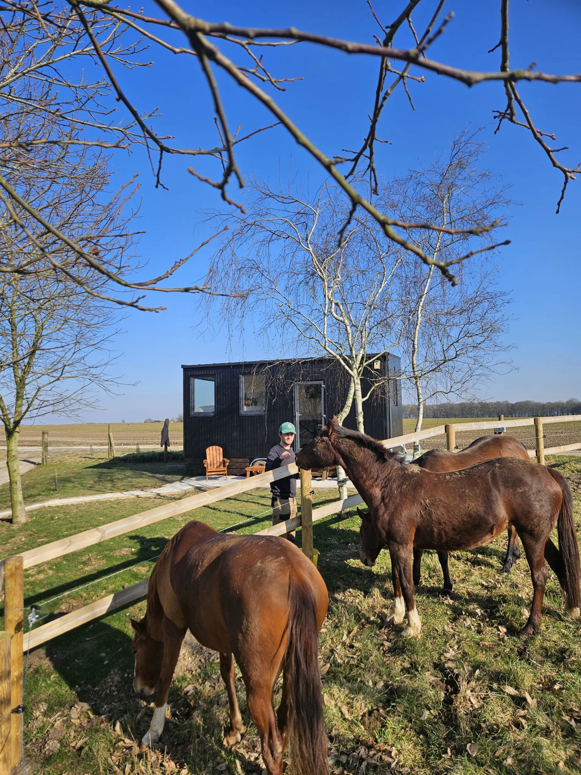 Chevaux devant la tiny house le haras avec un ciel bleu et la nature